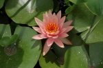 Flower at Port Arthur Lotus Festival - 2012 - Photo by Gail Pickens-Barger